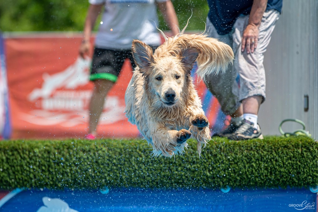 Dock Diving.webp